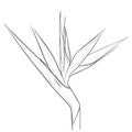 Bird of Paradise flower in sketch style Royalty Free Stock Photo