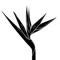 Bird of Paradise flower in sketch style Royalty Free Stock Photo