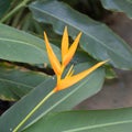 Bird of paradise flower Royalty Free Stock Photo