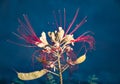 Bird of paradise flower