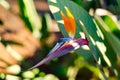 Bird of paradise flower