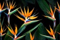 Bird of paradise flower, Strelitzia, isolated on a dark background Royalty Free Stock Photo