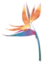 Bird of paradise flower (Strelitzia reginae)