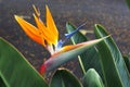 Bird-of-paradise flower Strelitzia reginae. Royalty Free Stock Photo