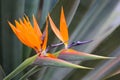 Bird of paradise flower strelitzia reginae Royalty Free Stock Photo