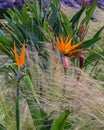 Bird of Paradise flower (Strelitzia reginae). Royalty Free Stock Photo