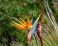 Bird of Paradise flower (Strelitzia reginae). Royalty Free Stock Photo