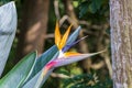 Bird Of Paradise flower Strelitzia Reginae flowers plants, Kirstenbosch Royalty Free Stock Photo