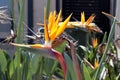 Bird of Paradise flower (Strelitzia reginae) in full bloom : (pix Sanjiv Shukla) Royalty Free Stock Photo