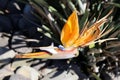 Bird of Paradise flower (Strelitzia reginae) in full bloom : (pix Sanjiv Shukla) Royalty Free Stock Photo