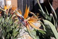 Bird of Paradise flower (Strelitzia reginae) in full bloom : (pix Sanjiv Shukla) Royalty Free Stock Photo