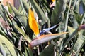 Bird of Paradise flower (Strelitzia reginae) in full bloom : (pix Sanjiv Shukla) Royalty Free Stock Photo