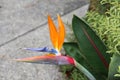 Bird of Paradise flower (Strelitzia reginae) in full bloom : (pix Sanjiv Shukla) Royalty Free Stock Photo