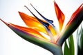 Bird of paradise flower, Strelitzia reginae Royalty Free Stock Photo