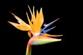 Bird of Paradise flower Strelitzia reginae isolated on black background, Madeira, Portugal Royalty Free Stock Photo