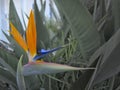 Bird of Paradise flower Strelitzia reginae isolated in green background, MÃÂ¡laga. Spain Royalty Free Stock Photo