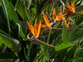 Bird of paradise flower or strelitzia reginae in a park in Cadiz, Andalusia. Spain. Royalty Free Stock Photo