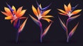Bird of paradise flower, Strelitzia reginae, realistic illustration. Exotic flower with orange and purple petals from Royalty Free Stock Photo