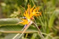 Bird of Paradise Flower