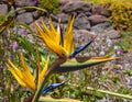 Bird of paradise flower. Strelitzia reginae . From UC Berkeley botanical garden Royalty Free Stock Photo