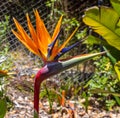 Bird of paradise flower. Strelitzia reginae . From UC Berkeley botanical garden Royalty Free Stock Photo