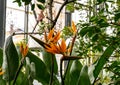 Bird of paradise flower. Strelitzia reginae. wonderful world of plants. Botanical Garden. Royalty Free Stock Photo