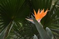 Bird of paradise flower or strelitzia reginale on green tropical background. Exotic garden plants. Crete island, Greece Royalty Free Stock Photo