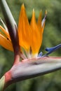 Bird of Paradise Flower (Strelitziaceae) Royalty Free Stock Photo