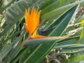 Bird of paradise flower, Strelitziaceae