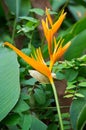 Bird of paradise flower Strelitziaceae