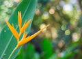 Bird of paradise flower Strelitziaceae