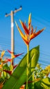 Bird Paradise Flower during sunset Macro