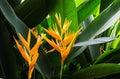 bird of paradise flower and sunshine Royalty Free Stock Photo