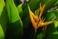 bird paradise flower and sunshine with green leaf Royalty Free Stock Photo