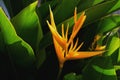 bird paradise flower and sunshine with green leaf Royalty Free Stock Photo