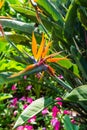 Bird of paradise flower in Thai