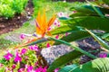 Bird of paradise flower in Thai