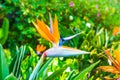 Bird of paradise flower in Thai