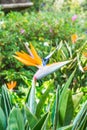 Bird of paradise flower in Thai