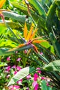 Bird of paradise flower in Thai