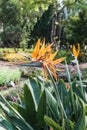 Bird of paradise flower in Thai