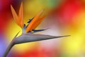 Bird of Paradise Flower Royalty Free Stock Photo