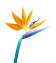 Bird of Paradise flower Royalty Free Stock Photo