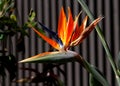 Bird of paradise flower with water droplets Royalty Free Stock Photo