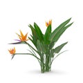 Bird of Paradise Flower on a white. 3D illustration Royalty Free Stock Photo