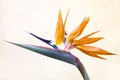 Bird of Paradise Flower with white wall Royalty Free Stock Photo