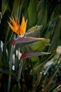 Bird of paradise flowers against tall green foliage.