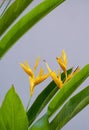 Bird of Paradise flowers are blooming with green leaves on gray background in vertical frame Royalty Free Stock Photo