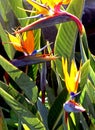 Bird of paradise flowers