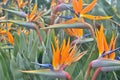 Bird of paradise flowers.